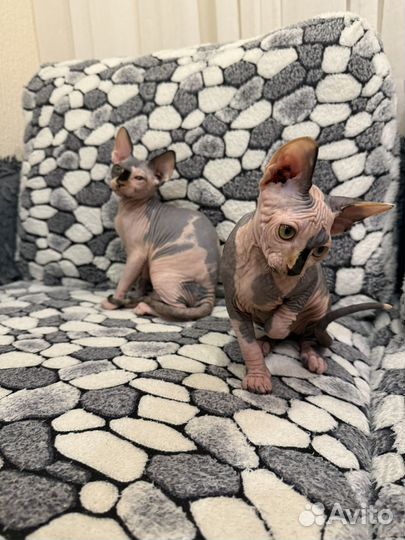 Канадский сфинкс котенок