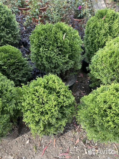 Туя Смарагд пышная голландия