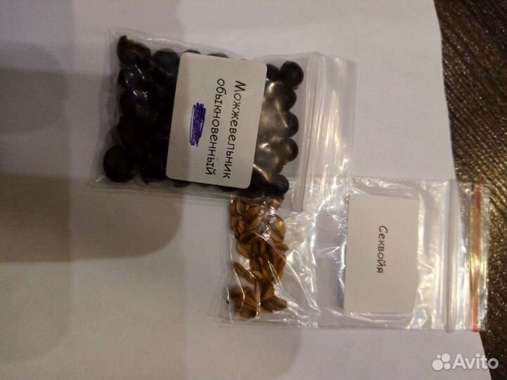 Семена туи, кедра, лиственницы, голубой ели, акаци