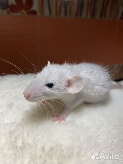 Крыса Русская голубая Дамбо с клеткоий и кормом