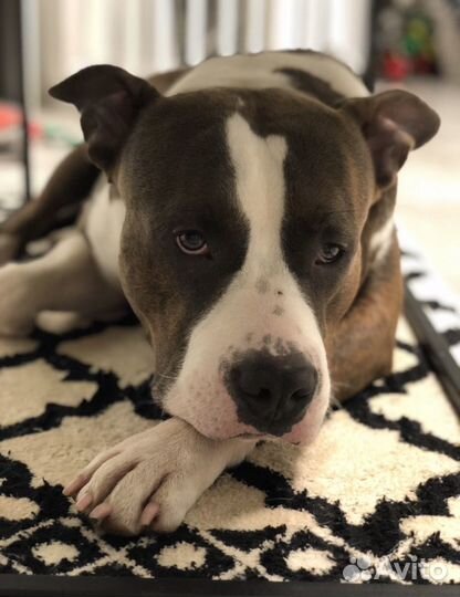 Племенной кобель Стаффордширский терьер вязка