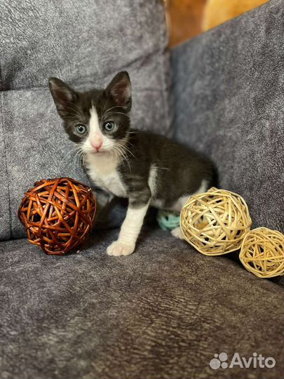 Котенок в дар