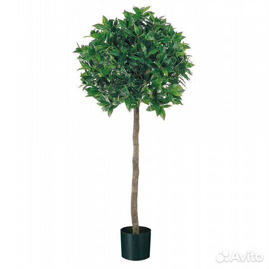 Лавровый лист лавр на штамбе H120/130cm