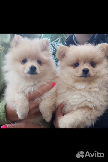 Шпиц для вязки