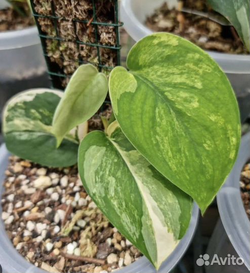 Сциндапсус Жаде сатин вариегатный