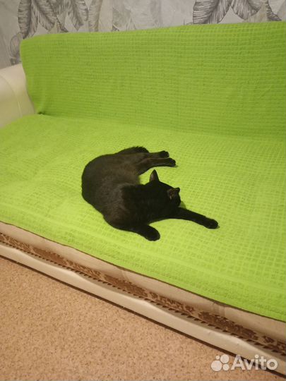Кошечка 