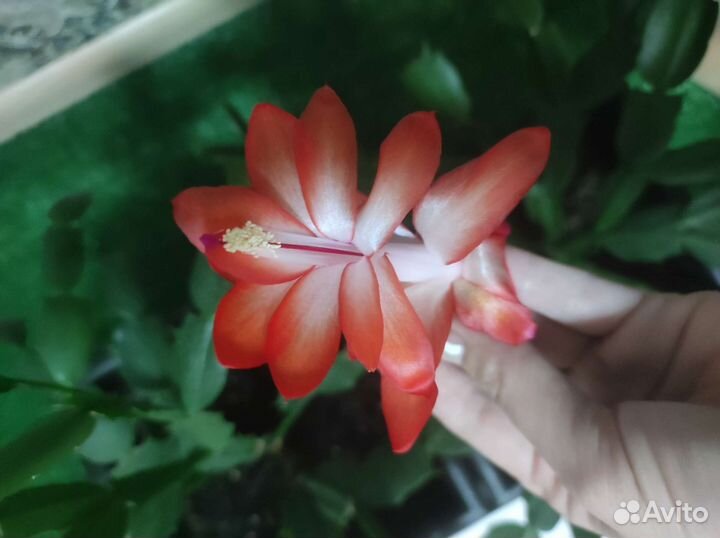 Декабрист шлюмбергера сортовые