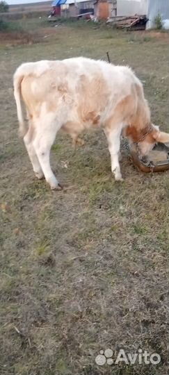 Бычки и быки