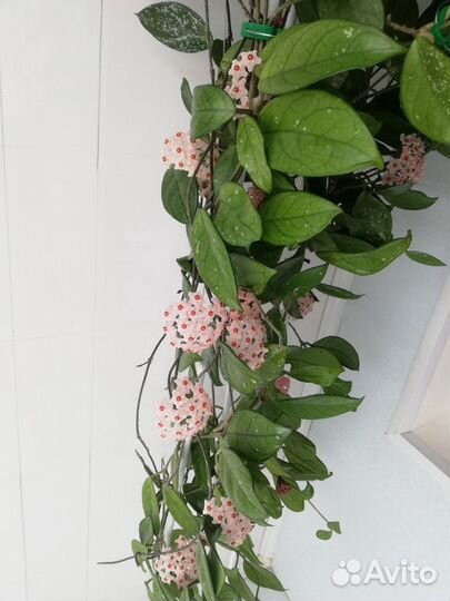 Отростки Хойи Великолепной