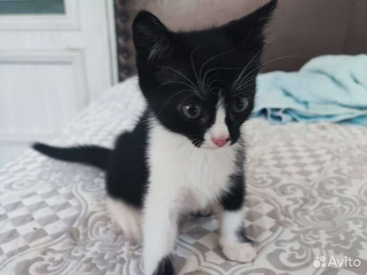 Мальчик игрулька