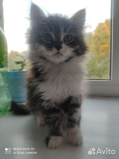 Отдам котенка в добрые руки