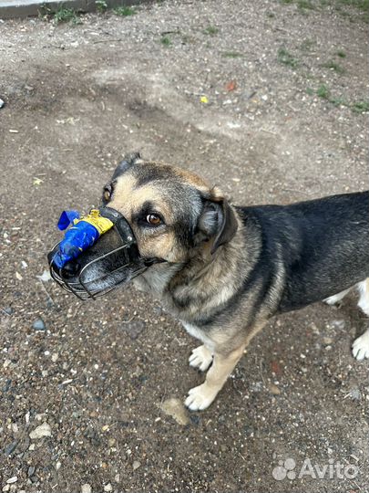Собака в добрые руки отдам бесплатно