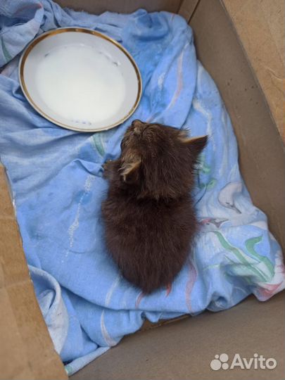 Черный котенок в добрые руки