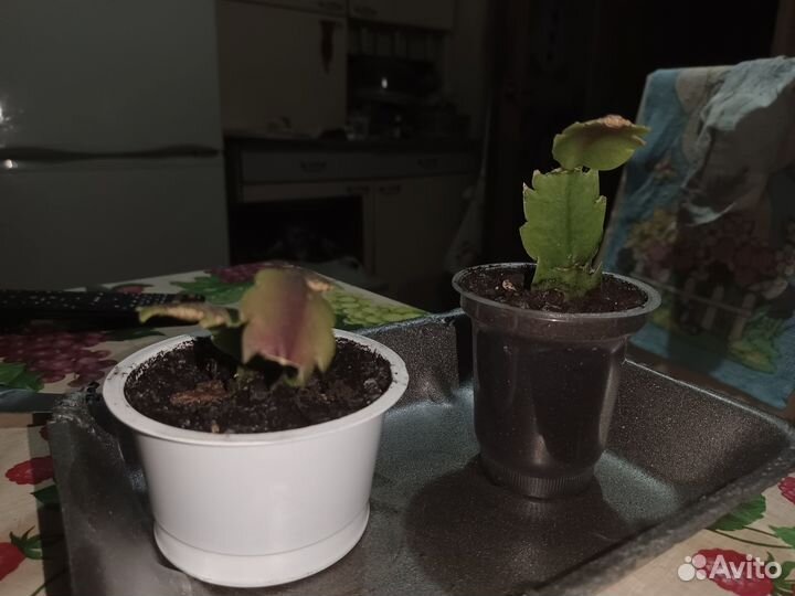 Декабрист шлюмбергера белый