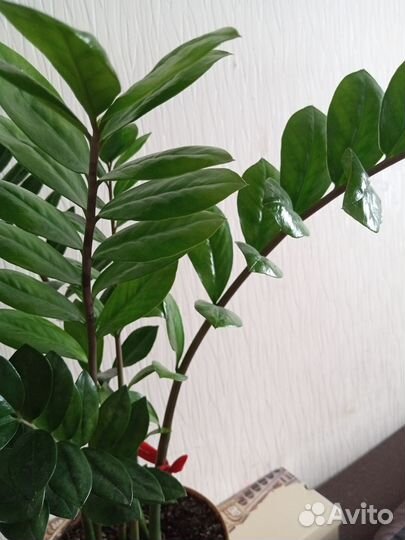 Замиокулькас