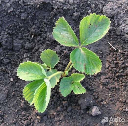 Лук слизун, клубника рассада