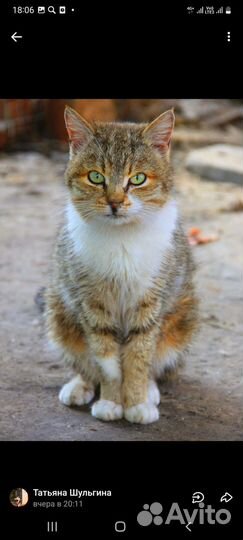 Кошки в добрые руки