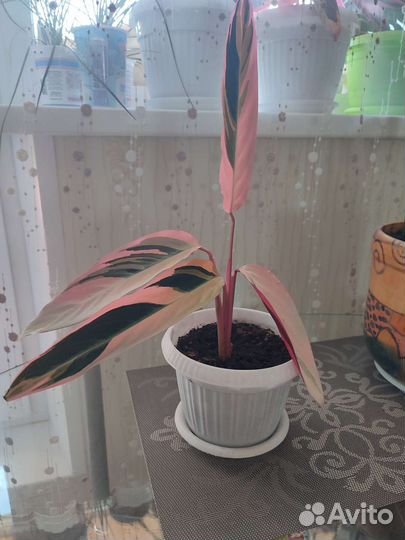 Строманта триколор