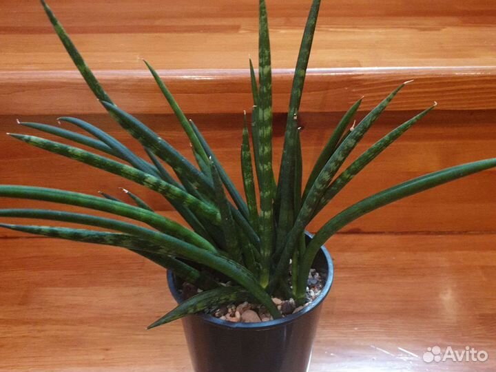 Комнатные цветы