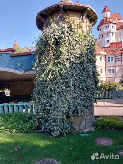 Плющ (Hedera) вечнозеленое