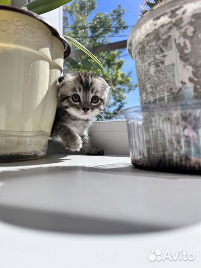 Котёнок вислоухий в добрые руки