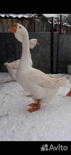 Холмогорские гуси