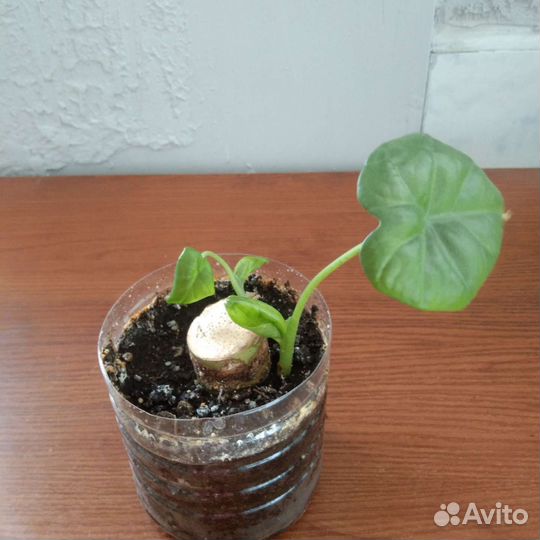 Алоказия Калидора