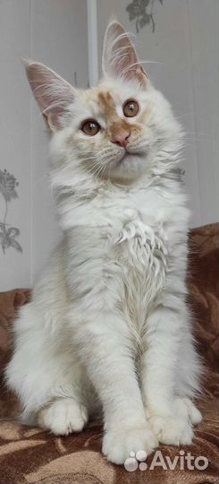 Девочка мейн кун