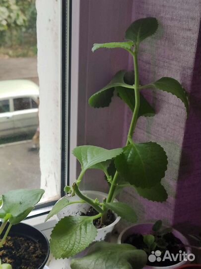 Комнатные цветы фиалки