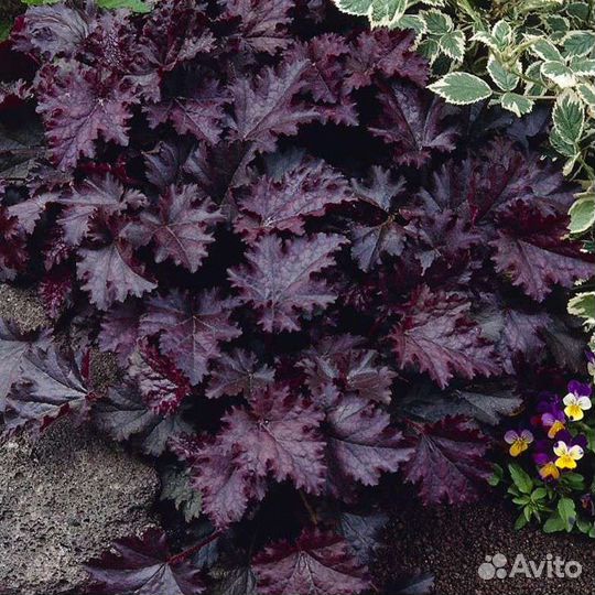Гейхера Пэлас Перпл зкс
