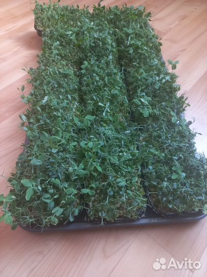 Микрозелень горошка