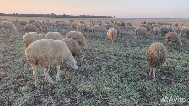 Овцы бараны
