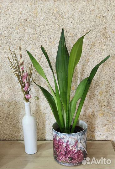 Сансевиерия муншайн