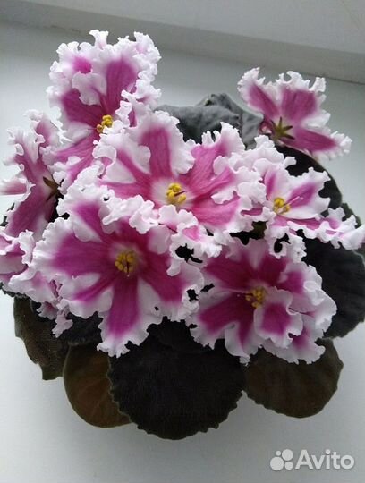 Взрослые сортовые фиалки и черенки