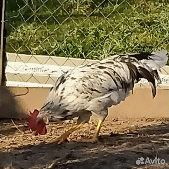 Молодые петухи