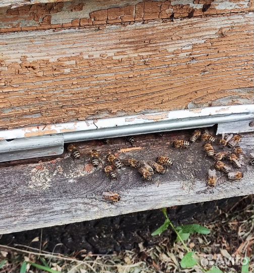 Опт. мед натуральный Алтайский от 16 кг