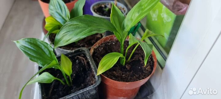 Спатифиллум