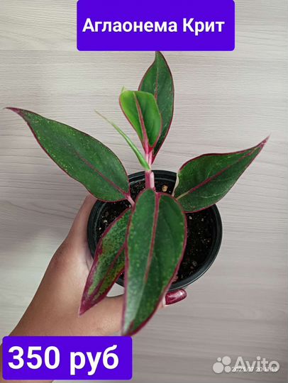 Комнатные цветы