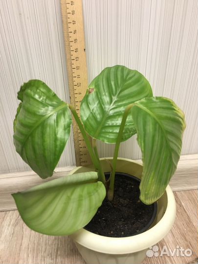 Калатеи разные