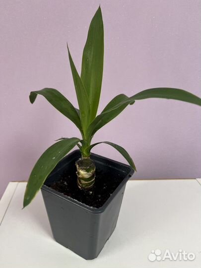 Юкка слоновая