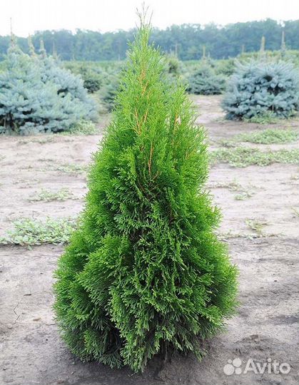 Туя 180см