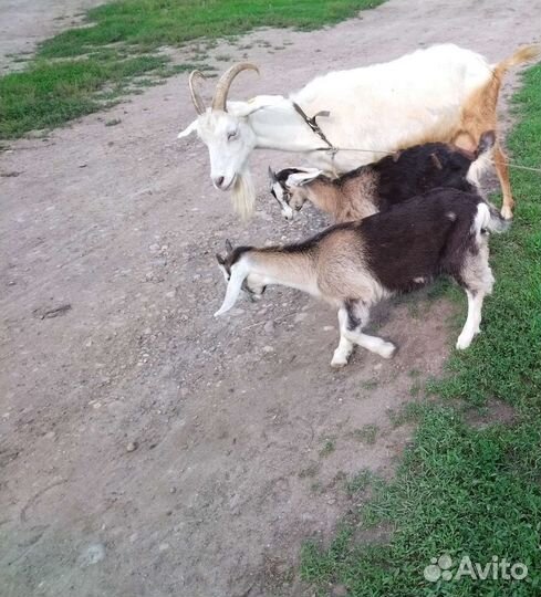 Козочки молочных линий