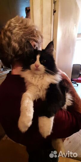 Котёнок Домино в дар