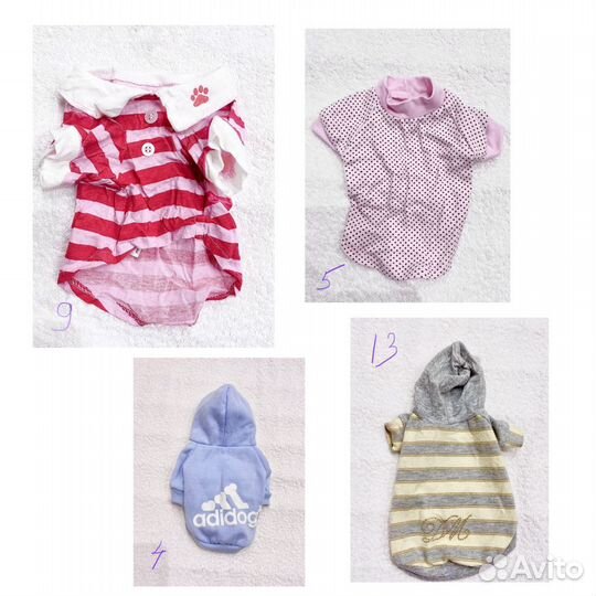 Одежда для собак много