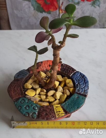 Денежное дерево