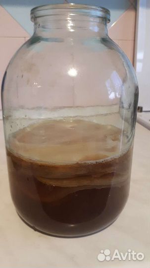 Чайный гриб (комбуча), тибетский (кефирный) гриб