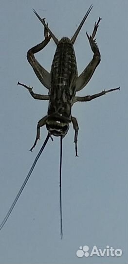 Сверчки живые домовые