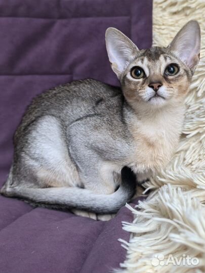 Абиссинска девочка, 3 месяца