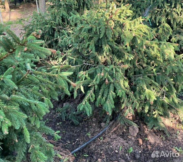 Ель обыкновенная Acrocona/С3 25-30 см