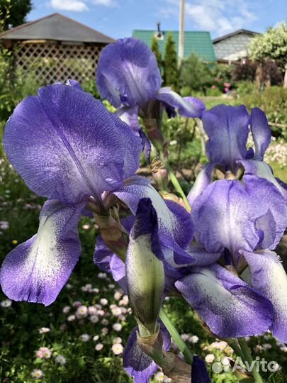 Ирисы бородатые